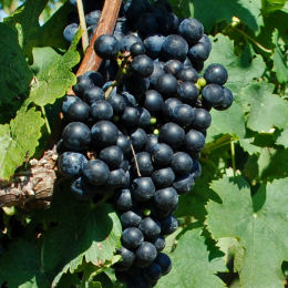 vitis vinifera -cabernet franc